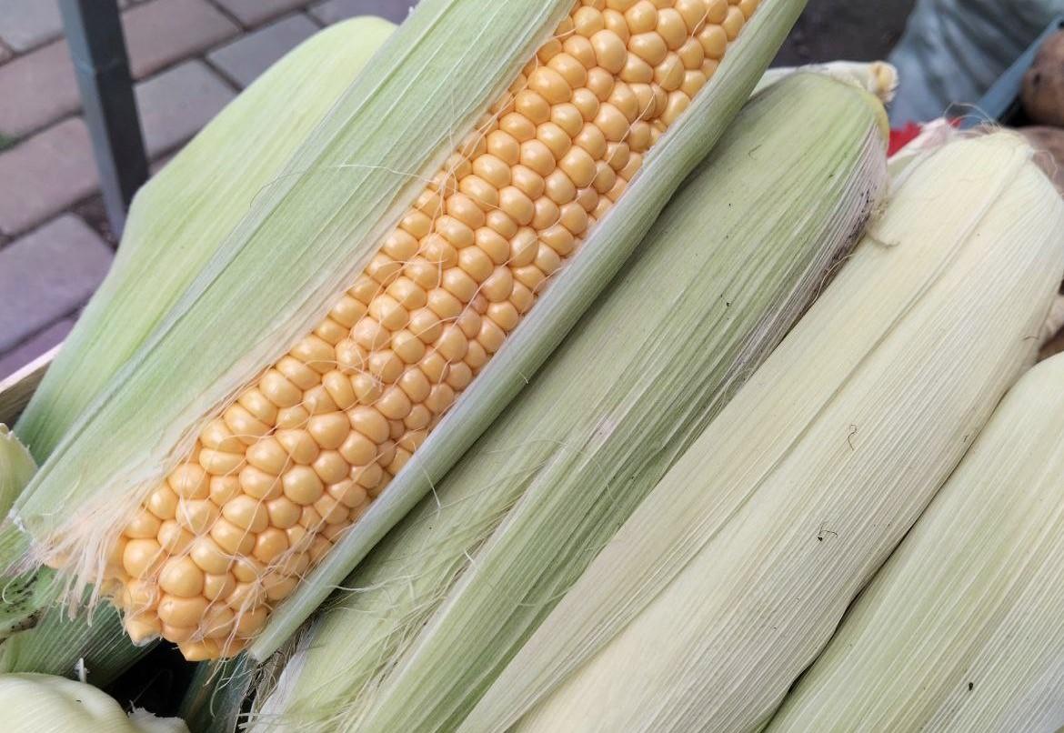 Швейцарская Harvest Agro запустила первый умный агрокластер в Казахстане - изображение