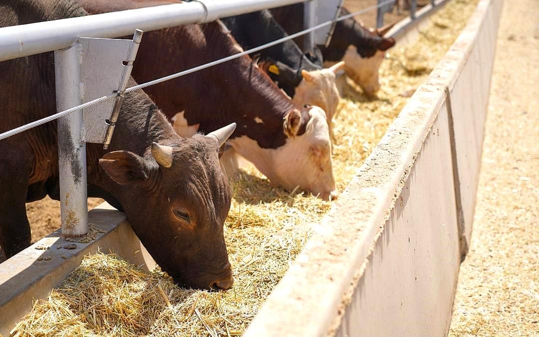 Крупнейший животноводческий проект введут на юге Казахстана летом 2026г - изображение