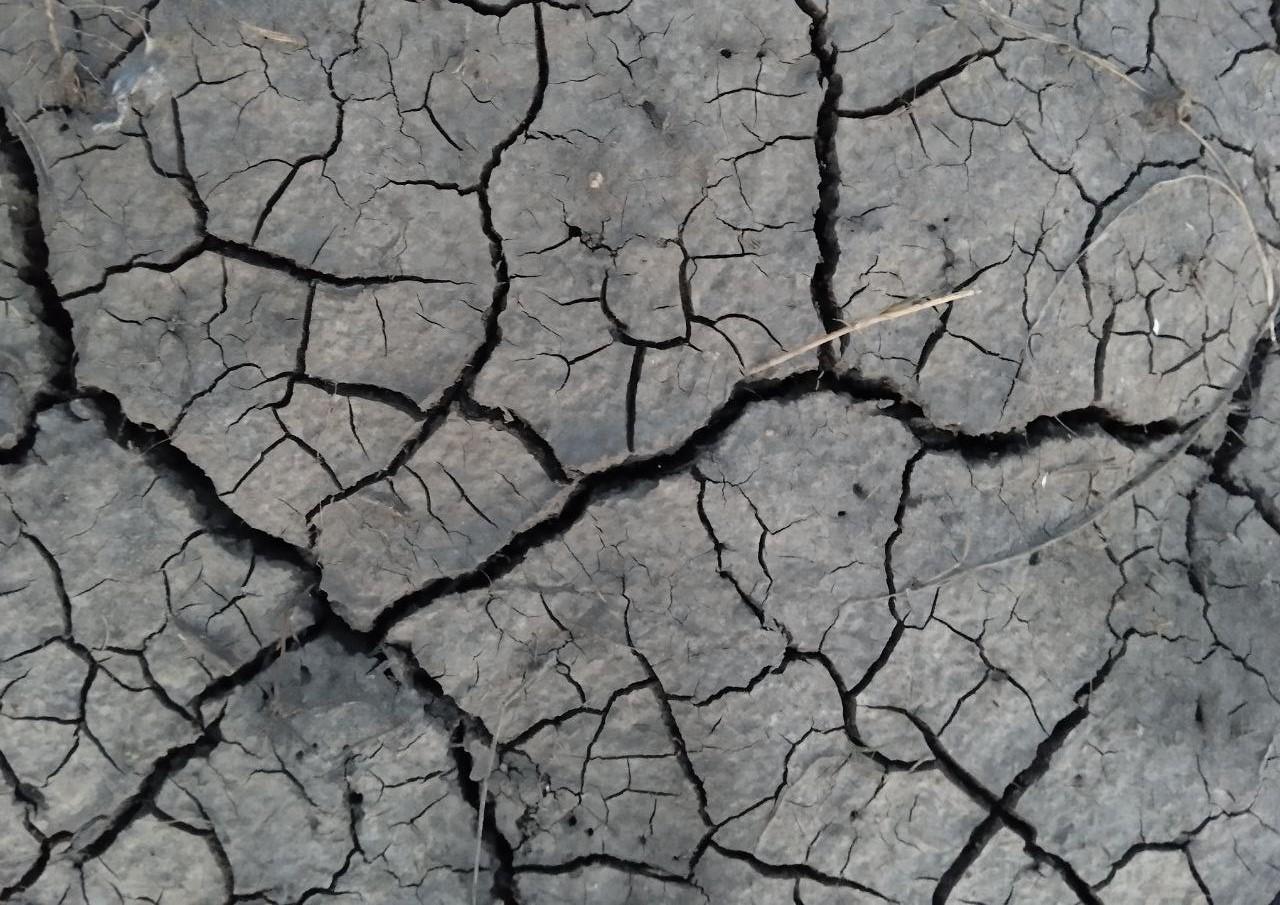 Сроки страхования посевов от засухи продлены до конца апреля - изображение