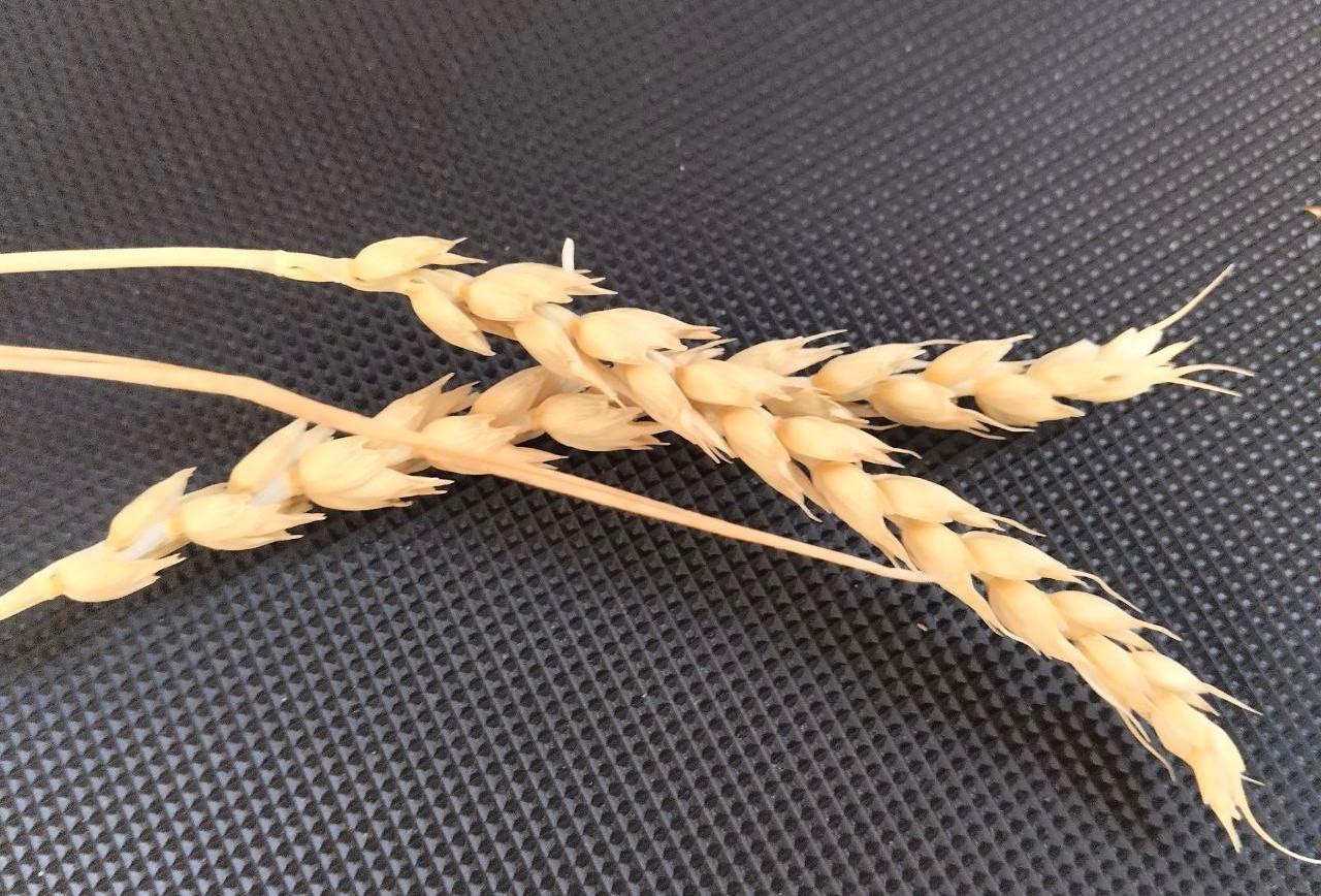 Экспортные цены повысились на некоторую номенклатуру казахстанской пшеницы  - изображение