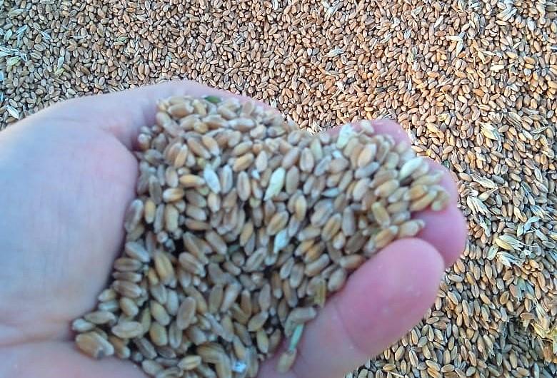 Китай намерен увеличить объем закупа зерна и муки из Казахстана - изображение