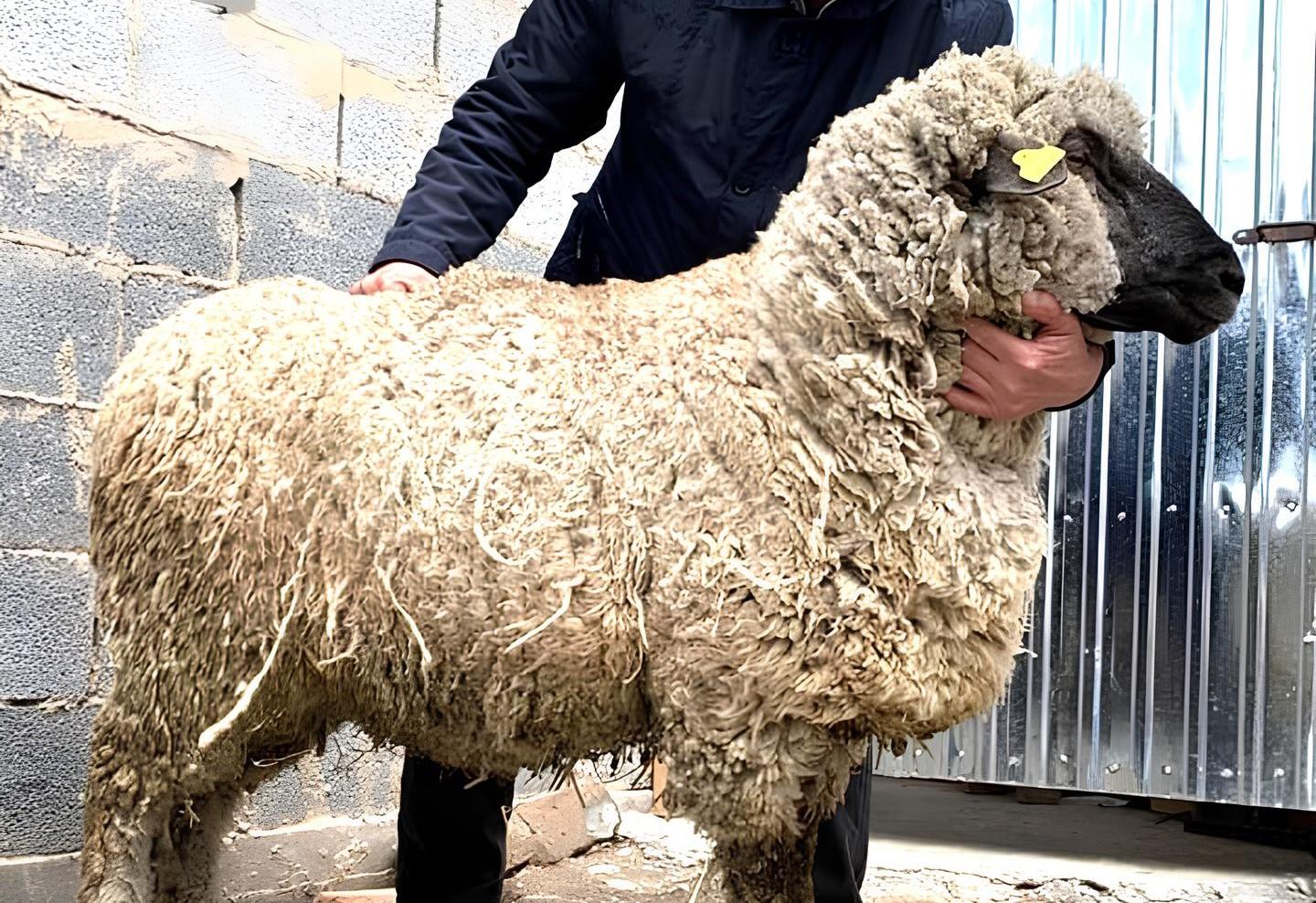 Контрабандный вывоз скота пресечен в Казахстане - изображение