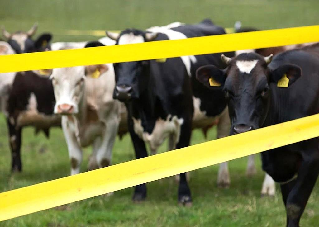 Минсельхоз опроверг наличие ящура в Казахстане - изображение