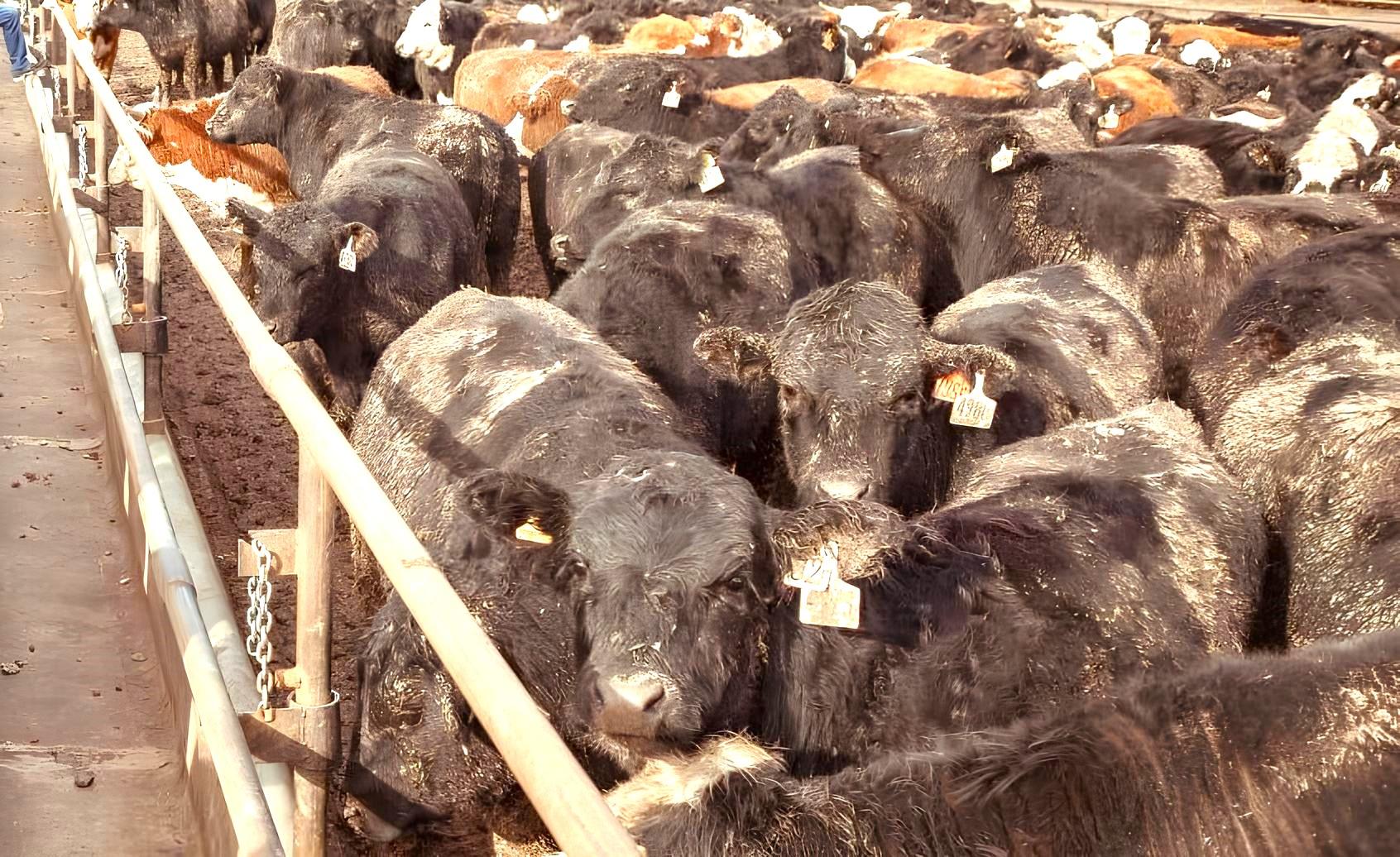 Старый скот, аварийные скотобойни, саранча: госаудит провели в АПК - изображение