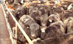 Старый скот, аварийные скотобойни, саранча: госаудит провели в АПК - превью