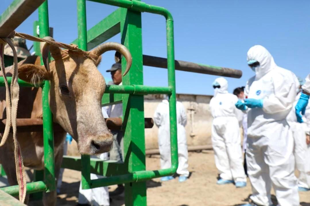 Скот массово гибнет в местах обитания сайги на Западе Казахстана - изображение