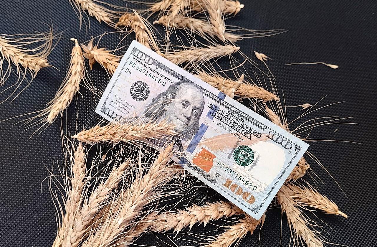 Снижение цен, падение спроса, профицит муки. Что происходит на рынке зерна Казахстана? - изображение