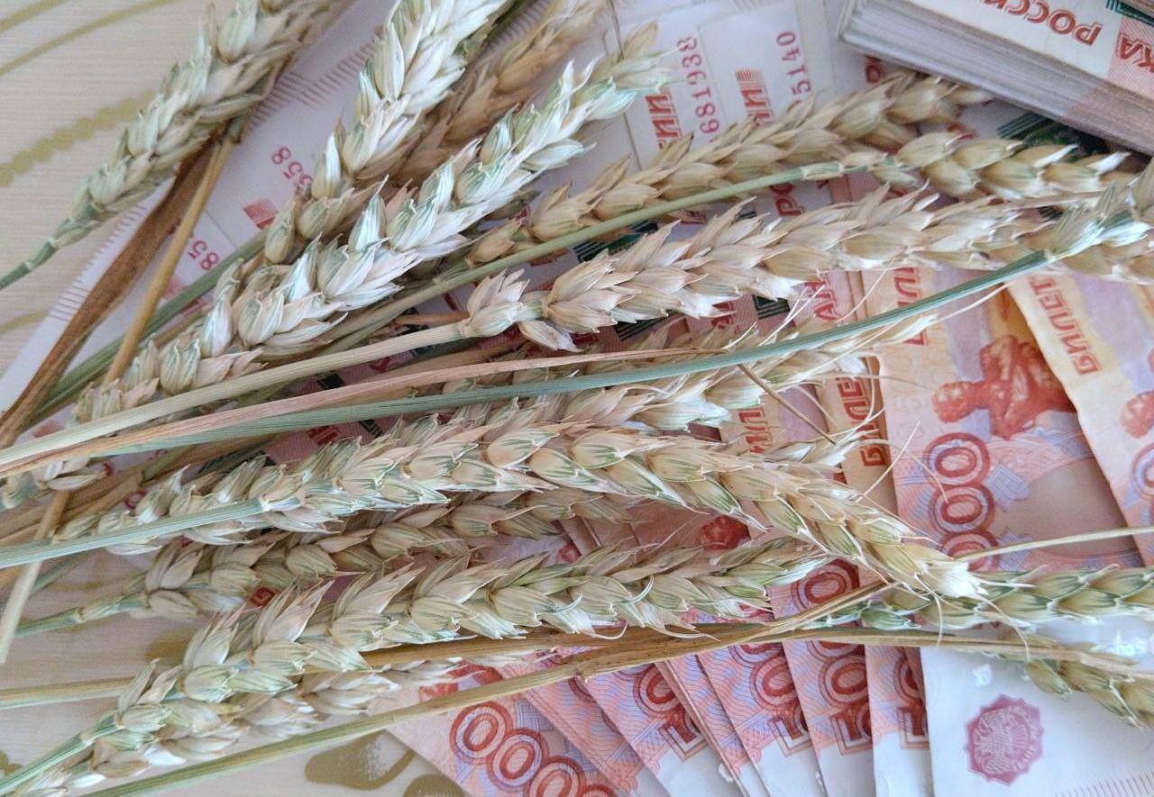 Импорт российской пшеницы вырос в 1,5 раза, экспорт продолжил снижаться - изображение