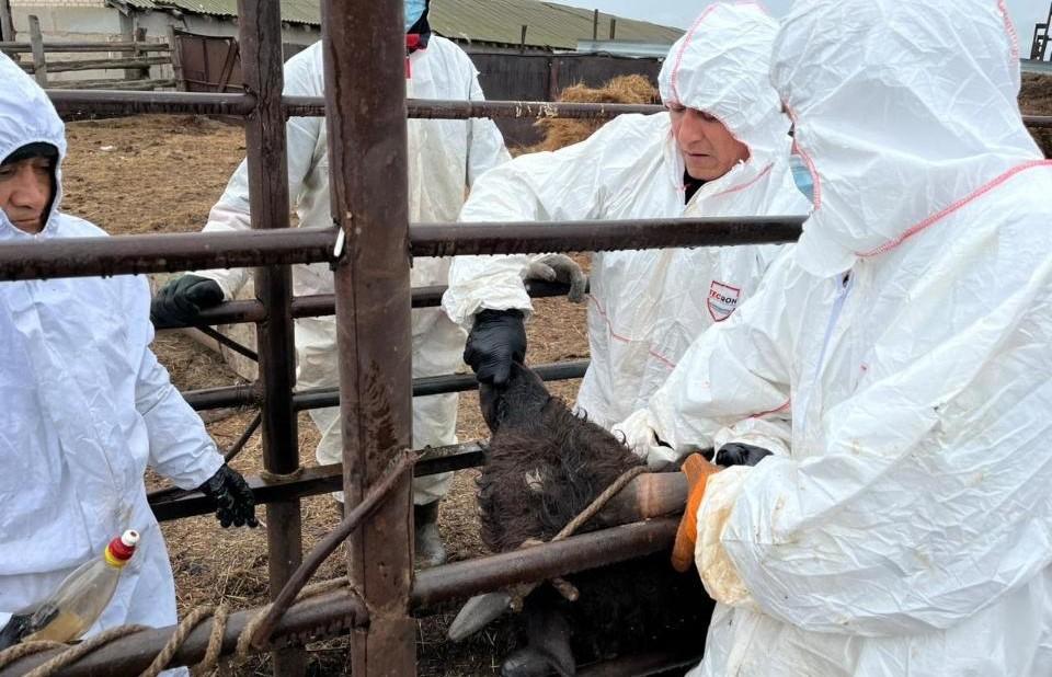 Зависимость от импортных ветпрепаратов не позволяет быстро реагировать на эпизоотические угрозы  - изображение