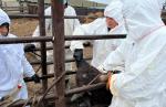 Зависимость от импортных ветпрепаратов не позволяет быстро реагировать на эпизоотические угрозы - превью