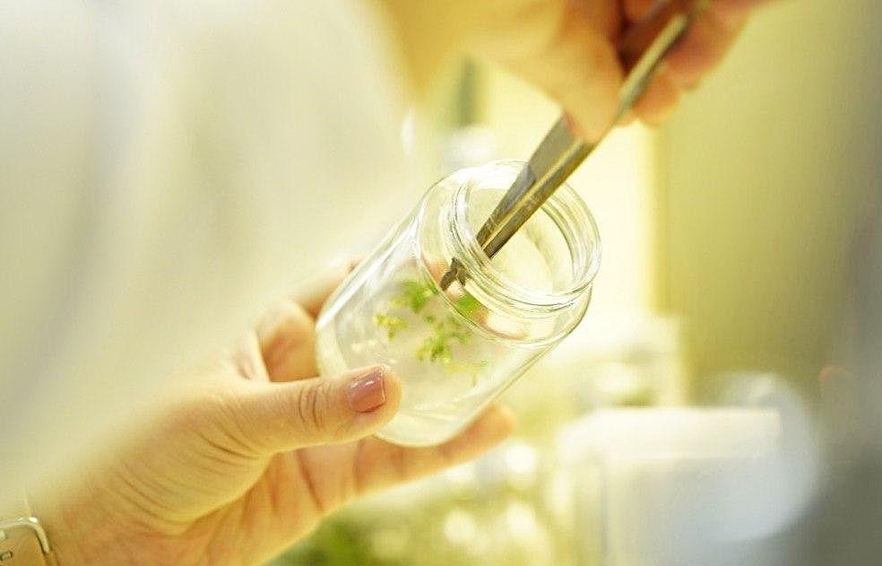 Уникальный проект по созданию научной системы питомниководства начали в Казахстане - изображение