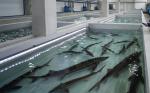 Первый завод по производству кормов для рыб начали строить в Казахстане - превью
