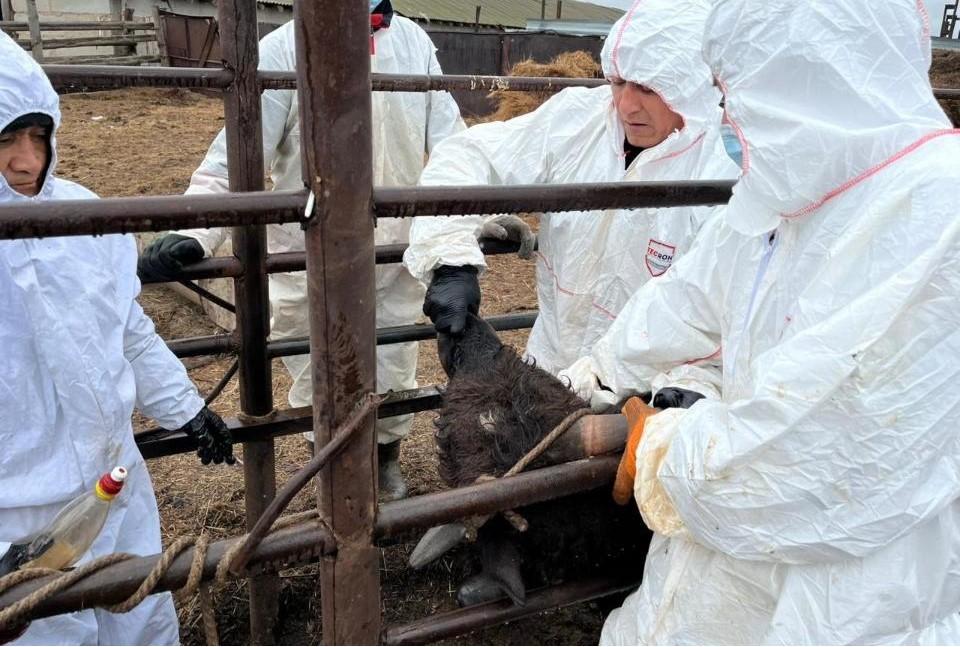 Регионы проваливают график освоения средств на ветеринарию  - изображение