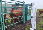 В регионах тысячи голов скота оказались заражены бруцеллезом и были отправлены под нож - превью