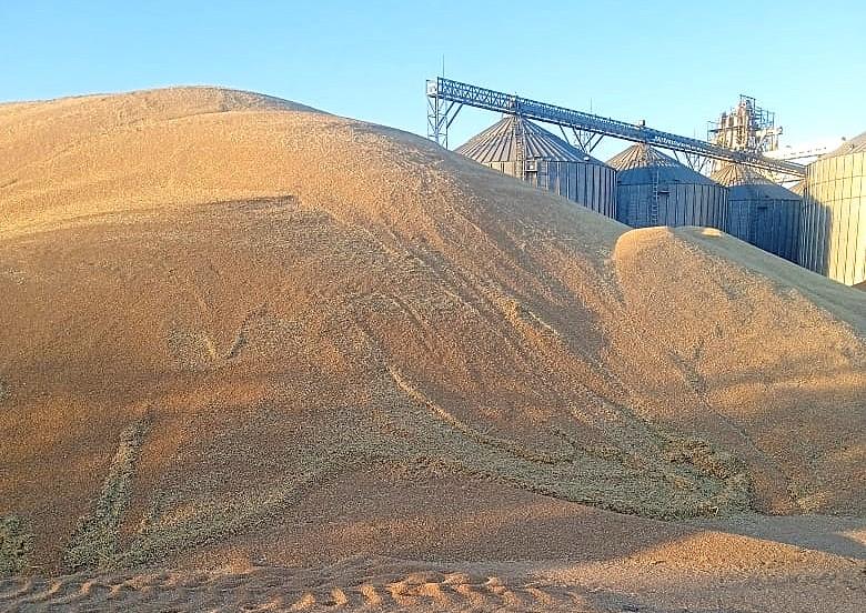 Уборка-2026: около 80% собранного зерна относится к 3 классу - изображение