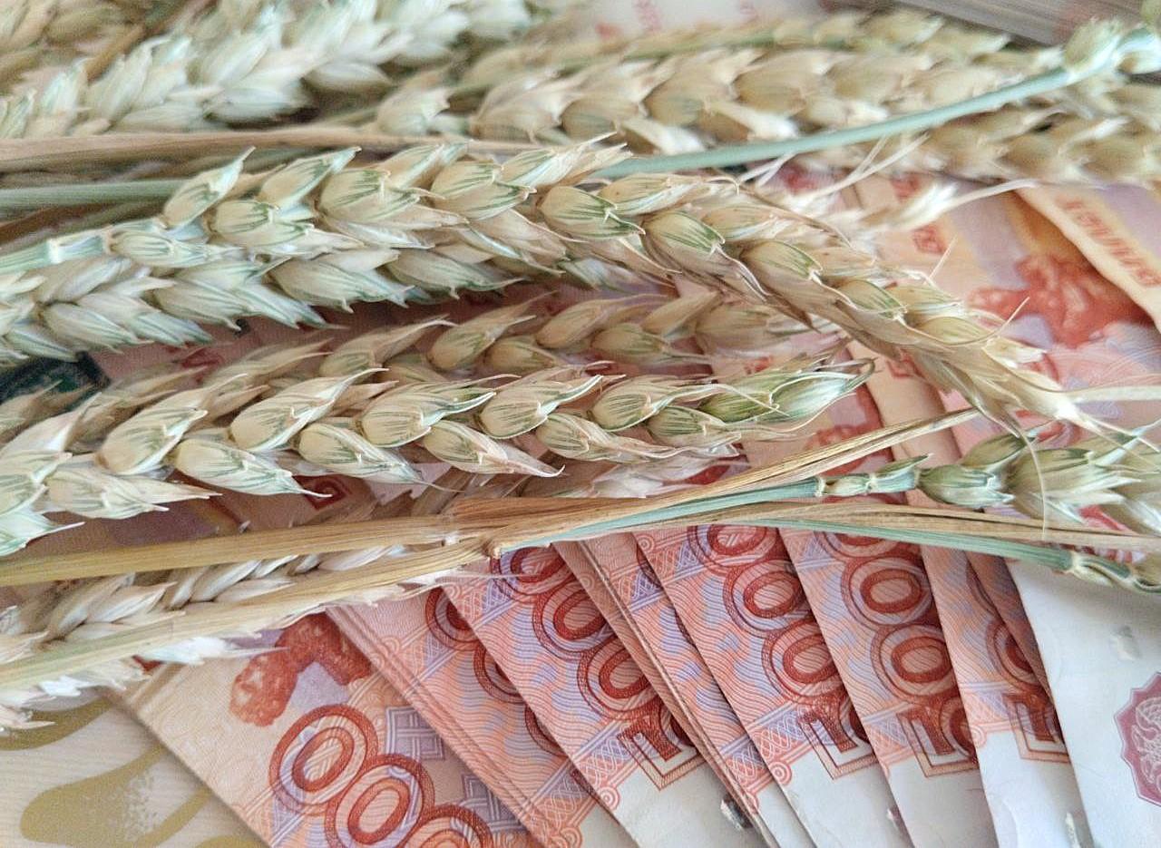 Импорт российского зерна в Казахстан вырос в 6 раз - до 2 млн тонн - изображение