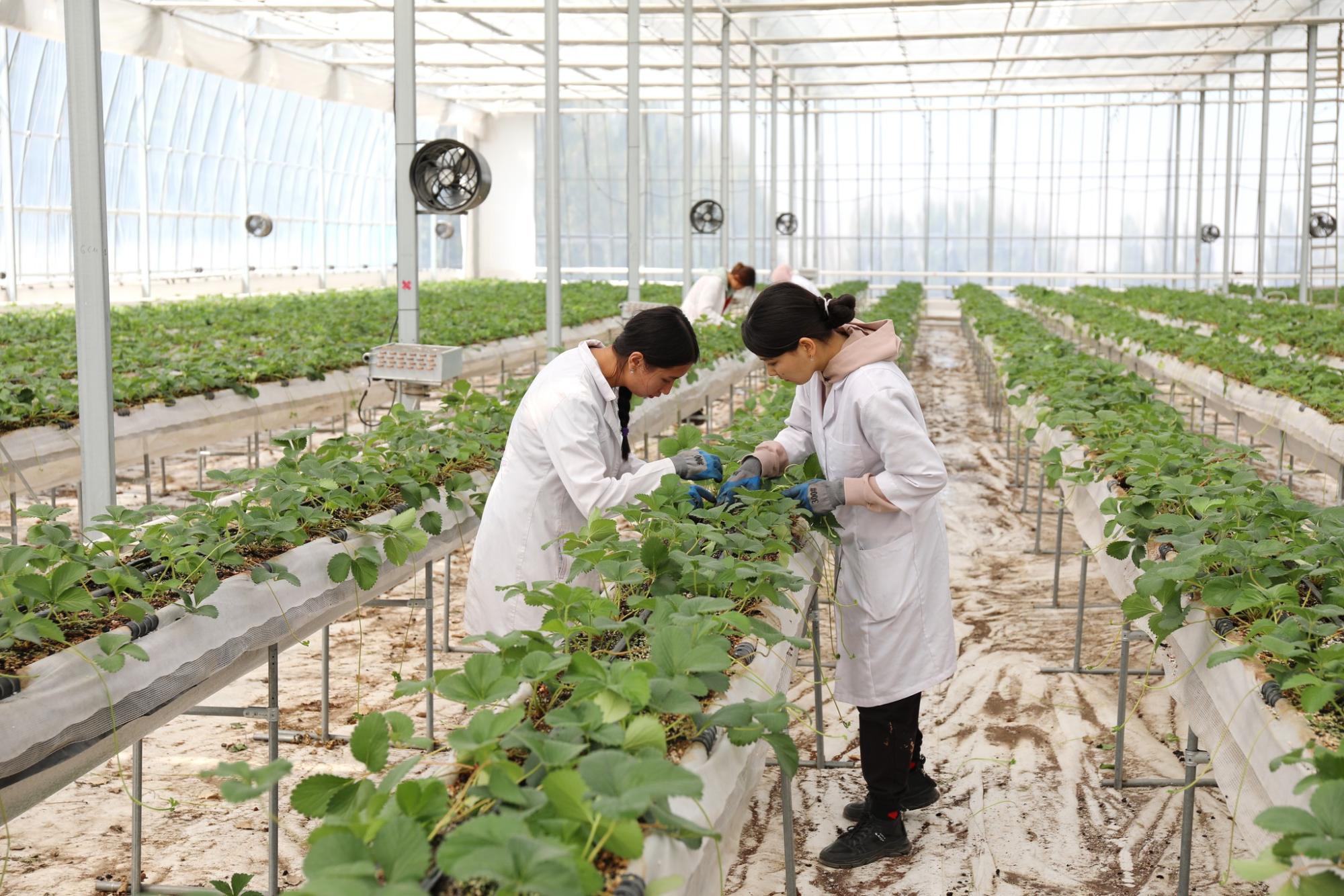 Корея планирует инвестировать в создание Плодоовощного кластера в Казахстане