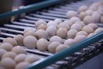 Производство яиц вырастет вдвое - фабрику «Ақкөл Құс» модернизируют в Акмолинской области - превью