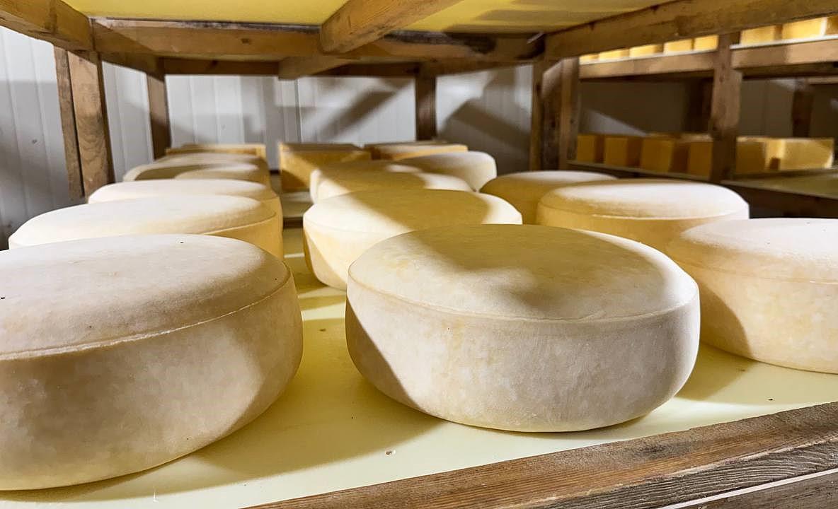 Иранский конгломерат строит сырный завод в Казахстане - изображение