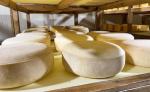 Иранский конгломерат строит сырный завод в Казахстане - превью