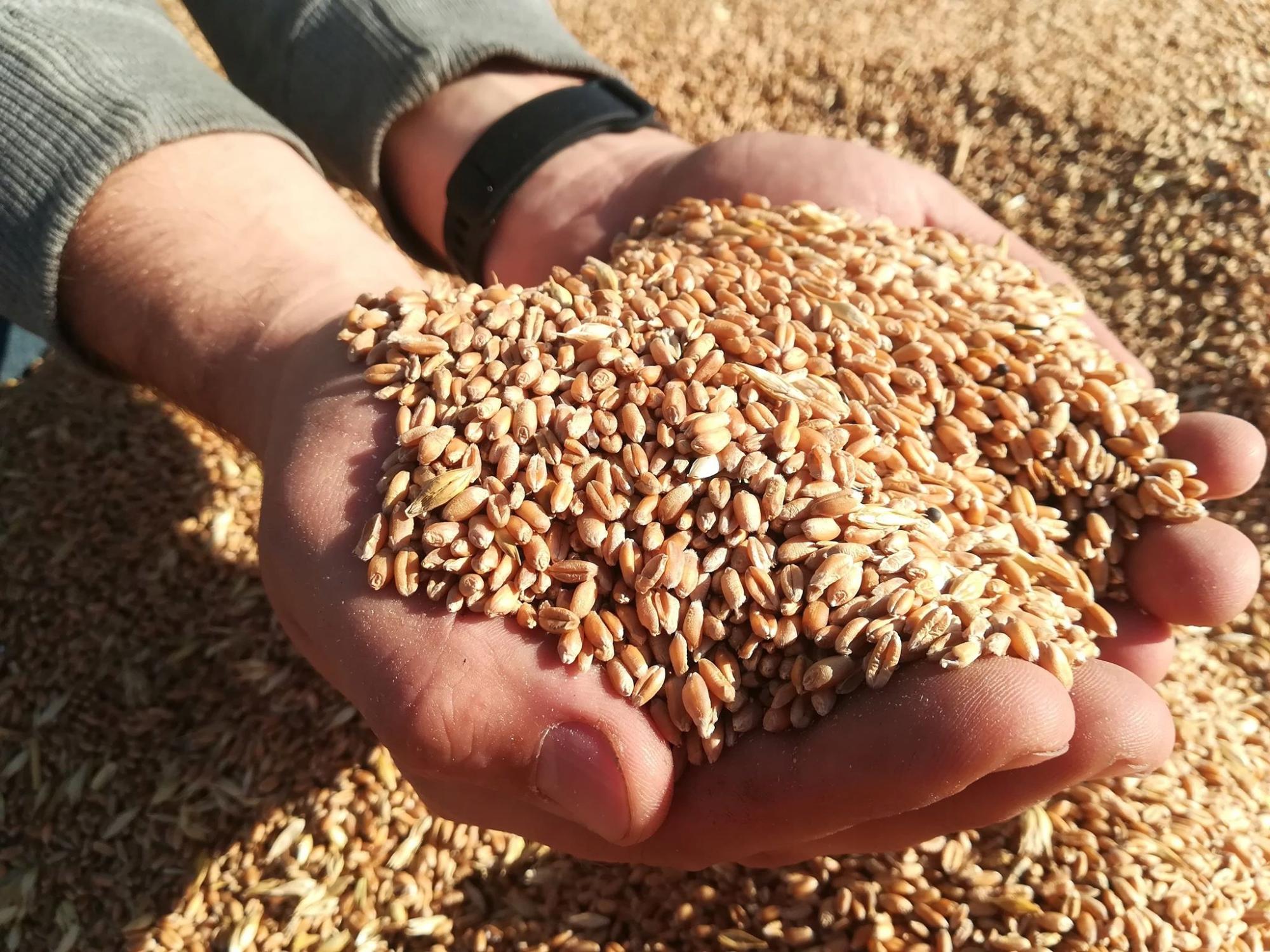 5 млн тонн зерна собрали в Костанайской области
