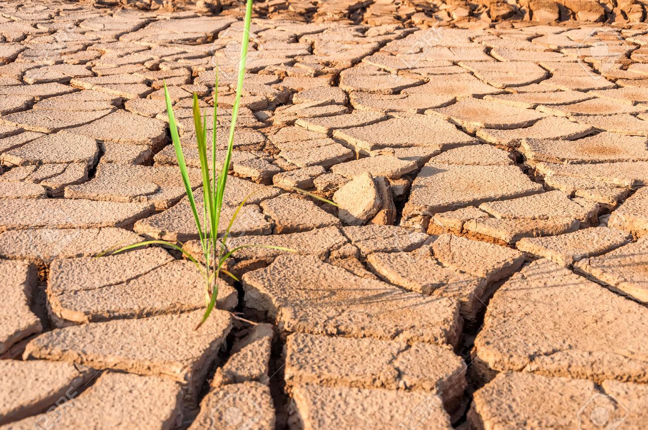 ООН поможет фермерам Казахстана предотвращать засуху