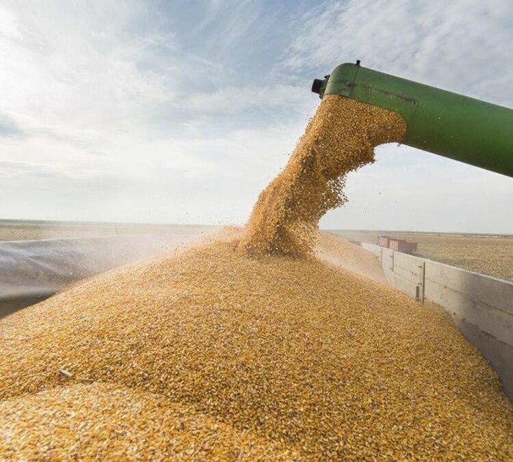 Россия возобновляет транспортировку зерна из портов Украины