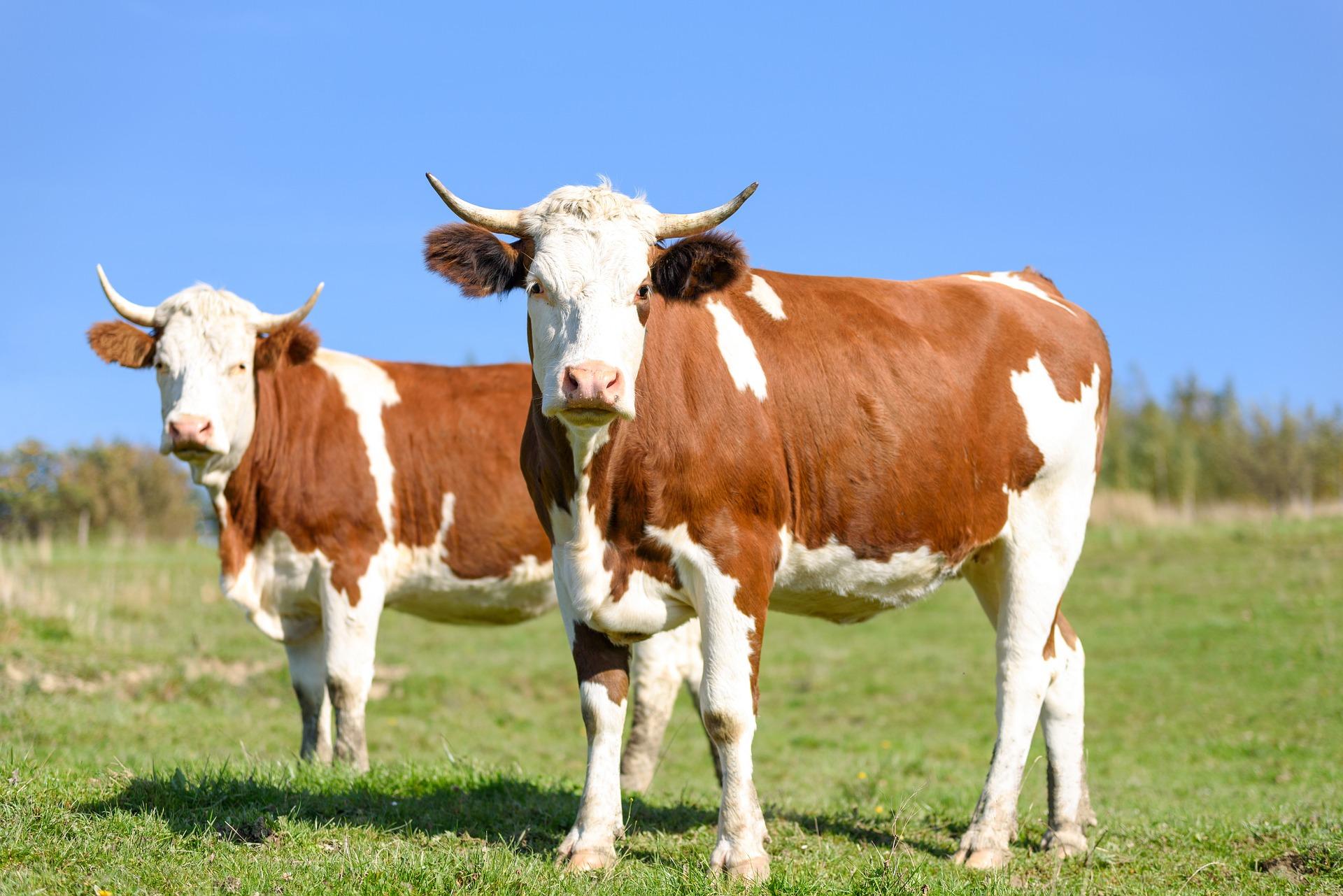 Ученые Казахстана и России создали препарат для улучшения качества мяса у скота