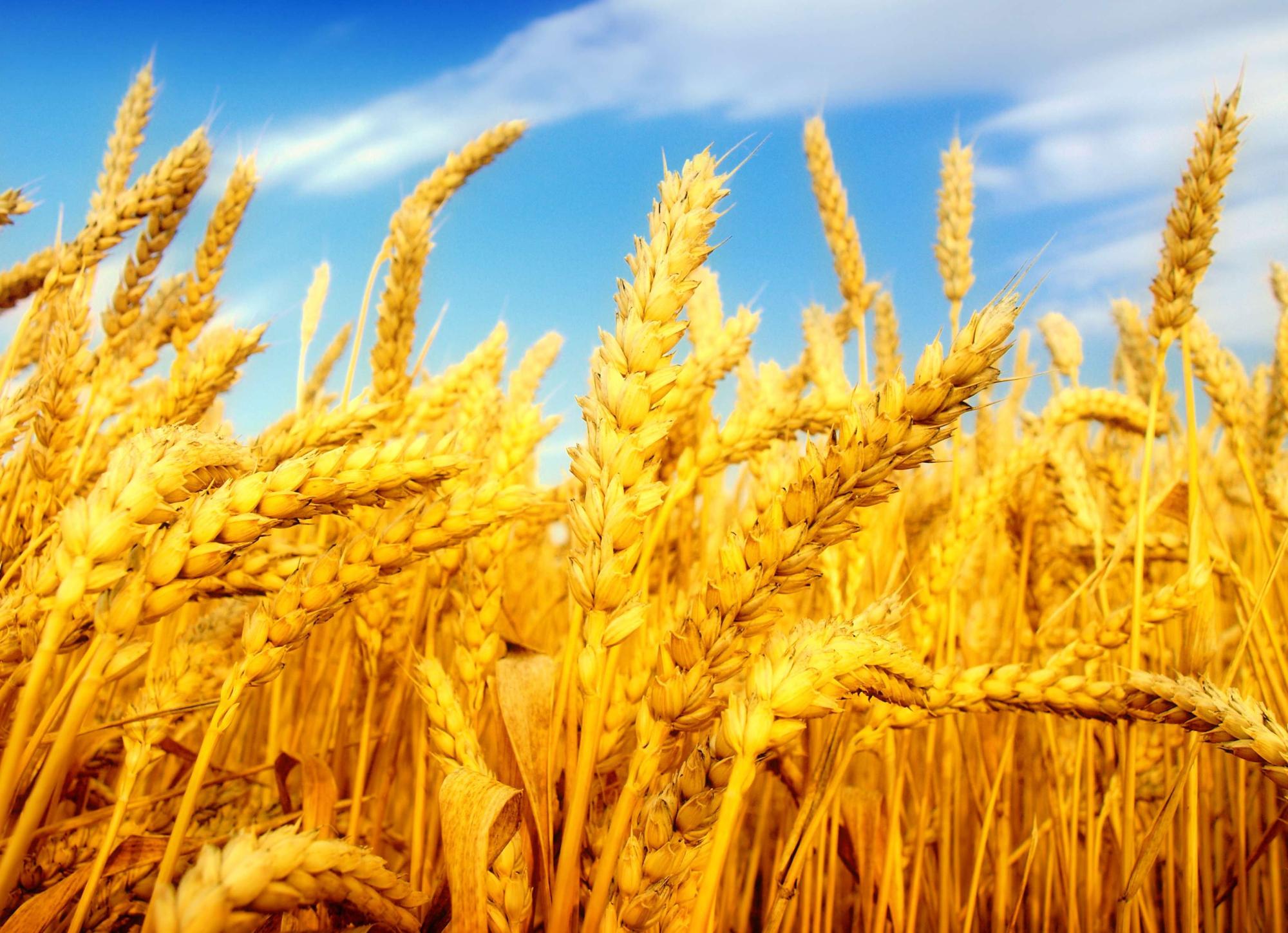 Казахстан лидирует в сельхозпроизводстве среди стран ЕАЭС